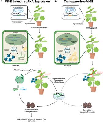 Non-GM Genome Editing Approaches in Crops